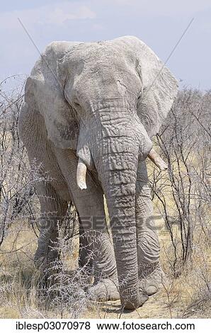Stock Photo - "African Elephant (Loxodonta africana), Halali, Etosha-Nationalpark, Kunene Region, Namibia, Africa". Fotosearch