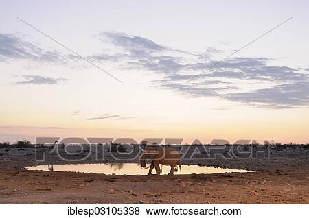 Stock Photo - "African Elephant (Loxodonta africana) at a waterhole in the evening, Etosha National Park, near Okaukuejo, Kunene Region, Namibia, Africa". Fotosearch