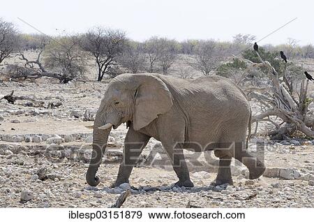 "African Elephant (Loxodonta africana), Etosha National Park, near Okaukuejo, Kunene Region, Namibia, Africa" View Large Photo Image Stock Photo - "African Elephant (Loxodonta africana), Etosha National Park, near Okaukuejo, Kunene Region, Namibia, Africa". Fotosearch