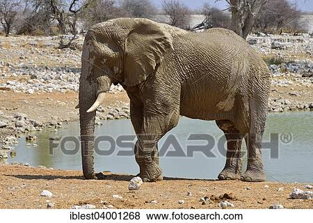 "African Elephant (Loxodonta africana), old sleeping elephant bull, Okaukuejo waterhole, Etosha National Park, Namibia, Africa" View Large Photo Image Stock Photo - "African Elephant (Loxodonta africana), old sleeping elephant bull, Okaukuejo waterhole, Etosha National Park, Namibia, Africa". Fotosearch