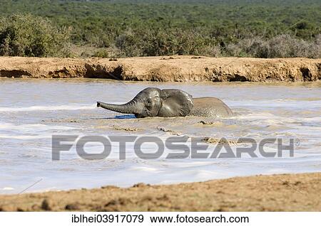 "African Elephant (Loxodonta africana), young, in the water, Addo Elephant National Park, South Africa, Africa" View Large Photo Image Stock Photo - "African Elephant (Loxodonta africana), young, in the water, Addo Elephant National Park, South Africa, Africa". Fotosearch