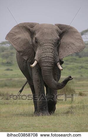 "African Elephant (Loxodonta africana), Serengeti, Tanzania, Africa" View Large Photo Image Stock Photo - "African Elephant (Loxodonta africana), Serengeti, Tanzania, Africa". Fotosearch