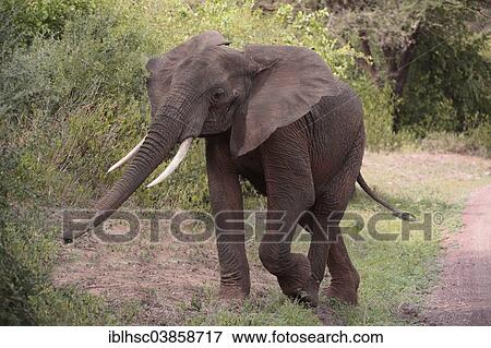 "African Elephant (Loxodonta africana), young, Serengeti, Tanzania, Africa" View Large Photo Image Stock Photo - "African Elephant (Loxodonta africana), young, Serengeti, Tanzania, Africa". Fotosearch