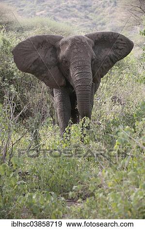 "African Elephant (Loxodonta africana), in the bush, Serengeti, Tanzania, Africa" View Large Photo Image Stock Photo - "African Elephant (Loxodonta africana), in the bush, Serengeti, Tanzania, Africa". Fotosearch
