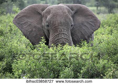 "African Elephant (Loxodonta africana), in the bush, Serengeti, Tanzania, Africa" View Large Photo Image Stock Photo - "African Elephant (Loxodonta africana), in the bush, Serengeti, Tanzania, Africa". Fotosearch