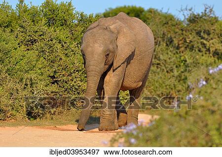 "African elephant (Loxodonta africana), calf walking on gravel road, Addo Elephant National Park, Eastern Cape, South Africa, Africa" View Large Photo Image Stock Photo - "African elephant (Loxodonta africana), calf walking on gravel road, Addo Elephant National Park, Eastern Cape, South Africa, Africa". Fotosearch