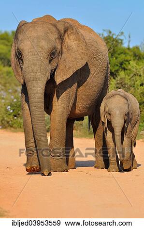 "African Elephant (Loxodonta africana) with calf, Addo Elephant National Park, Eastern Cape, South Africa, Africa" View Large Photo Image Stock Photo - "African Elephant (Loxodonta africana) with calf, Addo Elephant National Park, Eastern Cape, South Africa, Africa". Fotosearch