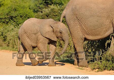 "African Elephant (Loxodonta africana) with calf, Addo Elephant National Park, Eastern Cape, South Africa, Africa" View Large Photo Image Stock Photo - "African Elephant (Loxodonta africana) with calf, Addo Elephant National Park, Eastern Cape, South Africa, Africa". Fotosearch