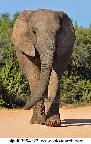 "African Elephant (Loxodonta africana), female walking on the gravel road, Addo Elephant National Park, Eastern Cape, South Africa, Africa" View Large Photo Image Stock Photo - "African Elephant (Loxodonta africana), female walking on the gravel road, Addo Elephant National Park, Eastern Cape, South Africa, Africa". Fotosearch