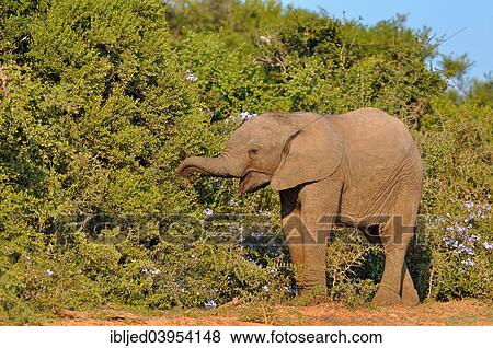 "African elephant (Loxodonta africana), calf feeding on flowers, Addo Elephant National Park, Eastern Cape, South Africa, Africa" View Large Photo Image Stock Photo - "African elephant (Loxodonta africana), calf feeding on flowers, Addo Elephant National Park, Eastern Cape, South Africa, Africa". Fotosearch