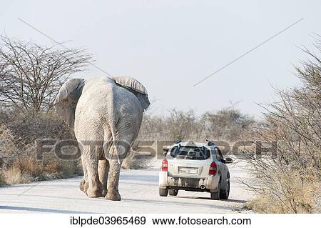 Stock Photo - "African Elephant (Loxodonta africana) bull walks on road with car in front, passenger leans out window with video camera, Etosha National Park, Namibia, Africa". Fotosearch