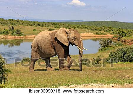 "African Elephant (Loxodonta africana), adult, at a waterhole, Addo Elephant National Park, Eastern Cape, South Africa, Africa" View Large Photo Image Stock Photo - "African Elephant (Loxodonta africana), adult, at a waterhole, Addo Elephant National Park, Eastern Cape, South Africa, Africa". Fotosearch