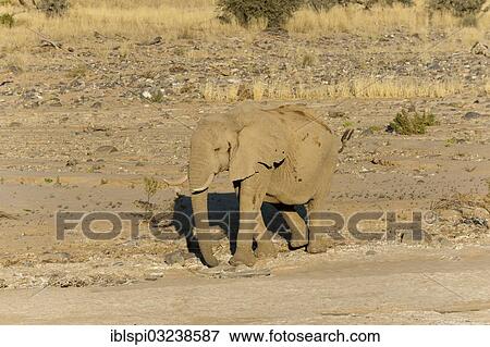 "African Elephant (Loxodonta africana), desert elephant, Skeleton Coast National Park, Kunene Region, Namibia, Africa" View Large Photo Image Stock Photo - "African Elephant (Loxodonta africana), desert elephant, Skeleton Coast National Park, Kunene Region, Namibia, Africa". Fotosearch