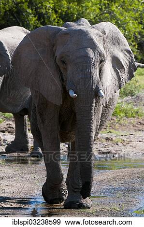 "African Elephant (Loxodonta africana), desert elephant, Skeleton Coast National Park, Kunene Region, Namibia, Africa" View Large Photo Image Stock Photo - "African Elephant (Loxodonta africana), desert elephant, Skeleton Coast National Park, Kunene Region, Namibia, Africa". Fotosearch