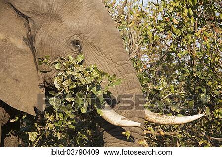 "African Elephant (Loxodonta africana) feeding on a Mopane or Turpentine tree (Colophospermum mopane), Kruger National Park, South Africa, Africa" View Large Photo Image Stock Photo - "African Elephant (Loxodonta africana) feeding on a Mopane or Turpentine tree (Colophospermum mopane), Kruger National Park, South Africa, Africa". Fotosearch
