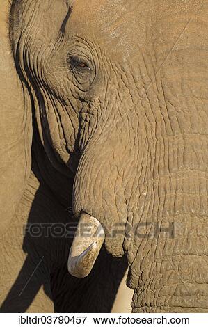 "African Elephant (Loxodonta africana), close-up of a bull, Kruger National Park, South Africa, Africa" View Large Photo Image Stock Photo - "African Elephant (Loxodonta africana), close-up of a bull, Kruger National Park, South Africa, Africa". Fotosearch