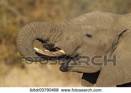 Stock Photo - "African Elephant (Loxodonta africana), bull drinking, Kruger National Park, South Africa, Africa". Fotosearch