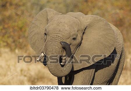 "African Elephant (Loxodonta africana), bull, Kruger National Park, South Africa, Africa" View Large Photo Image Stock Photo - "African Elephant (Loxodonta africana), bull, Kruger National Park, South Africa, Africa". Fotosearch