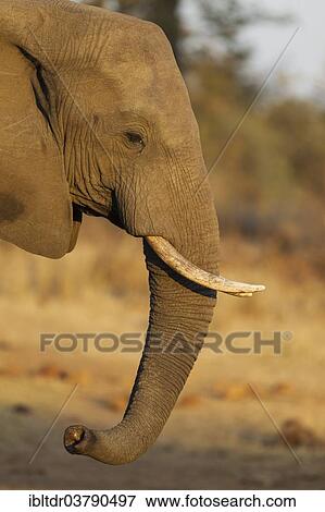 "African Elephant (Loxodonta africana), bull, Kruger National Park, South Africa, Africa" View Large Photo Image Stock Photo - "African Elephant (Loxodonta africana), bull, Kruger National Park, South Africa, Africa". Fotosearch
