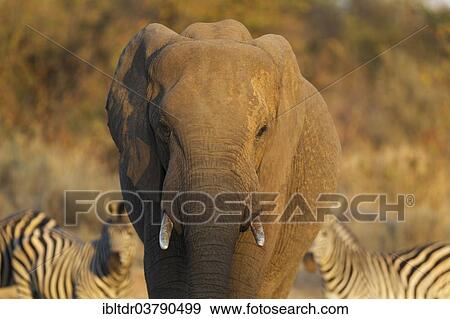 "African Elephant (Loxodonta africana), bull, Kruger National Park, South Africa, Africa" View Large Photo Image Stock Photo - "African Elephant (Loxodonta africana), bull, Kruger National Park, South Africa, Africa". Fotosearch