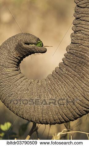 "African Elephant (Loxodonta africana), holding leaves with its trunk, Kruger National Park, South Africa, Africa" View Large Photo Image Stock Photo - "African Elephant (Loxodonta africana), holding leaves with its trunk, Kruger National Park, South Africa, Africa". Fotosearch