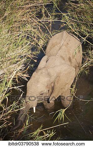 "African Elephant (Loxodonta africana) wading through the water surrounded by Common Reed (Phragmites australis), Kruger National Park, South Africa, Africa" View Large Photo Image Stock Photo - "African Elephant (Loxodonta africana) wading through the water surrounded by Common Reed (Phragmites australis), Kruger National Park, South Africa, Africa". Fotosearch