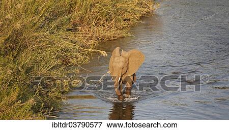 "African Elephant (Loxodonta africana) wading through the water, Kruger National Park, South Africa, Africa" View Large Photo Image Stock Photo - "African Elephant (Loxodonta africana) wading through the water, Kruger National Park, South Africa, Africa". Fotosearch