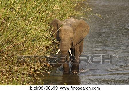 "African Elephant (Loxodonta africana) wading through the Olifants River surrounded by Common Reed (Phragmites australis), Kruger National Park, South Africa, Africa" View Large Photo Image Stock Photo - "African Elephant (Loxodonta africana) wading through the Olifants River surrounded by Common Reed (Phragmites australis), Kruger National Park, South Africa, Africa". Fotosearch