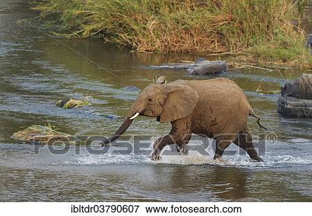 Stock Photo - "African Elephant (Loxodonta africana) wading through the Olifants River, Kruger National Park, South Africa, Africa". Fotosearch
