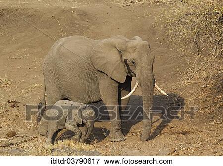 Stock Photo - "African Elephant (Loxodonta africana), cow with calf, Kruger National Park, South Africa, Africa". Fotosearch