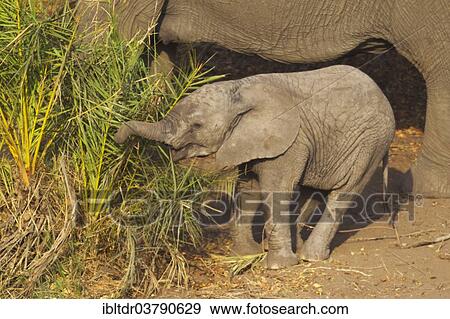 Stock Photo - "African Elephant (Loxodonta africana), calf next to cow, Kruger National Park, South Africa, Africa". Fotosearch
