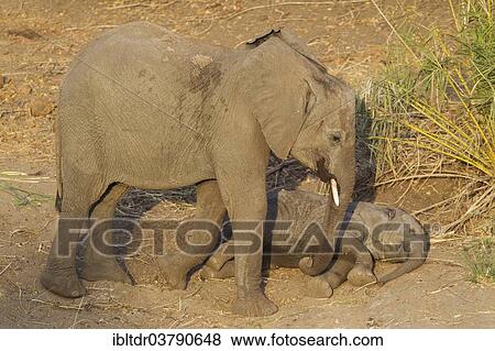 "African Elephant (Loxodonta africana), subadult and calf, Kruger National Park, South Africa, Africa" View Large Photo Image Stock Photo - "African Elephant (Loxodonta africana), subadult and calf, Kruger National Park, South Africa, Africa". Fotosearch