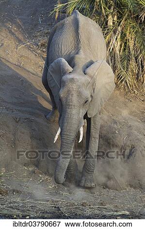 Stock Photo - "African Elephant (Loxodonta africana), cow on the awkward descent to a waterhole, Kruger National Park, South Africa, Africa". Fotosearch