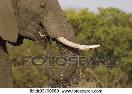 Stock Photo - "African Elephant (Loxodonta africana), bull, feeding, Kruger National Park, South Africa, Africa". Fotosearch