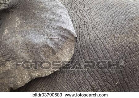 Stock Photo - "African Elephant (Loxodonta africana), ear flap of a bull, Kruger National Park, South Africa, Africa". Fotosearch
