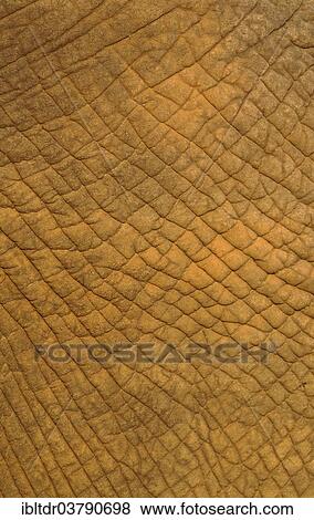 Stock Photo - "African Elephant (Loxodonta africana), skin detail, Kruger National Park, South Africa, Africa". Fotosearch