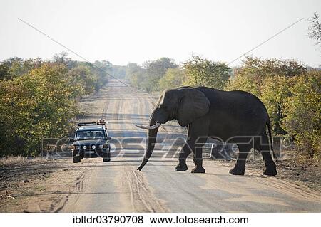 Stock Photo - "African Elephant (Loxodonta africana), bull crossing the H1-7 road, observed by park visitors in a jeep, Kruger National Park, South Africa, Africa". Fotosearch