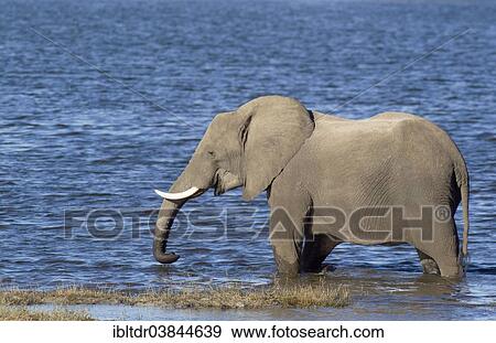 "African Elephant (Loxodonta africana), drinking cow in the shallow water near the bank of the Chobe River, Chobe National Park, Botswana, Africa" View Large Photo Image Stock Photo - "African Elephant (Loxodonta africana), drinking cow in the shallow water near the bank of the Chobe River, Chobe National Park, Botswana, Africa". Fotosearch