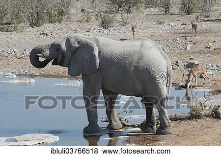 "African Elephant (Loxodonta africana), bull drinking at Halali waterhole, three male Impalas (Aepyceros melampus) at back, Etosha National Park, Namibia, Africa" View Large Photo Image Stock Photo - "African Elephant (Loxodonta africana), bull drinking at Halali waterhole, three male Impalas (Aepyceros melampus) at back, Etosha National Park, Namibia, Africa". Fotosearch