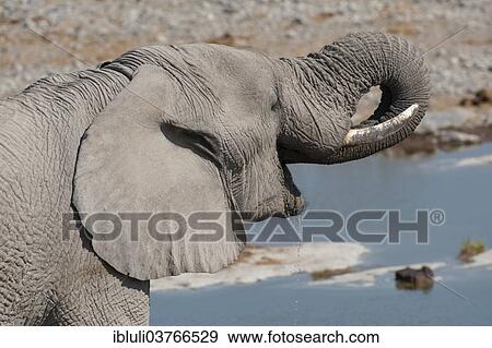 "African Elephant (Loxodonta africana), bull drinking at Halali waterhole, Etosha National Park, Namibia, Africa" View Large Photo Image Stock Photo - "African Elephant (Loxodonta africana), bull drinking at Halali waterhole, Etosha National Park, Namibia, Africa". Fotosearch