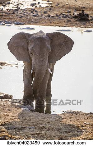 "African Elephant (Loxodonta africana) at a waterhole, Etosha National Park, Namibia, Africa" View Large Photo Image Stock Photo - "African Elephant (Loxodonta africana) at a waterhole, Etosha National Park, Namibia, Africa". Fotosearch