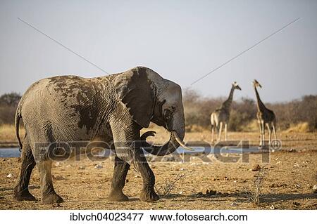 "African Elephant (Loxodonta africana) young animal at a dust bath, in the backtwo giraffes (Giraffa camelopardalis), waterhole, Etosha National Park, Namibia, Africa" View Large Photo Image Stock Photo - "African Elephant (Loxodonta africana) young animal at a dust bath, in the backtwo giraffes (Giraffa camelopardalis), waterhole, Etosha National Park, Namibia, Africa". Fotosearch