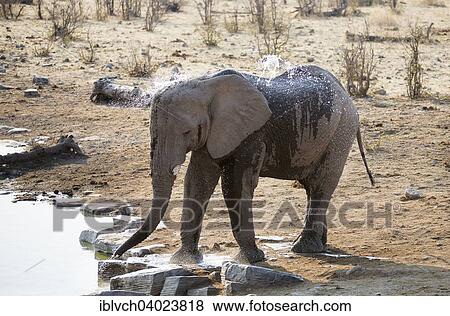 Stock Photo - "African Elephant (Loxodonta africana), spraying itself with water at a waterhole, Etosha National Park, Namibia, Africa". Fotosearch