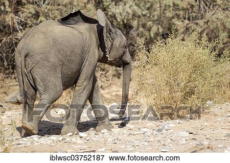 "African Elephant (Loxodonta africana), young, Kaokoland, Kunene, Namibia, Africa" View Large Photo Image Stock Photo - "African Elephant (Loxodonta africana), young, Kaokoland, Kunene, Namibia, Africa". Fotosearch