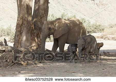 Stock Photo - "African Elephant (Loxodonta africana), elephant cow with two calves, Hoanib, Namibia, Africa". Fotosearch