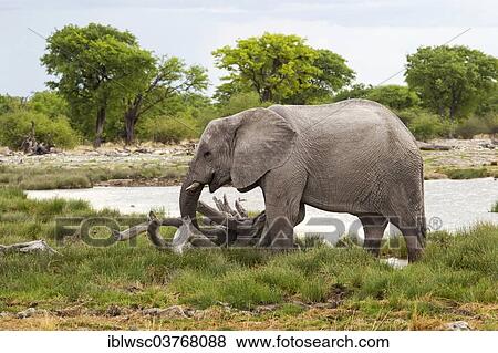 "African Elephant (Loxodonta africana), Etosha-Nationalpark, Namutoni, Namibia, Africa" View Large Photo Image Stock Photo - "African Elephant (Loxodonta africana), Etosha-Nationalpark, Namutoni, Namibia, Africa". Fotosearch