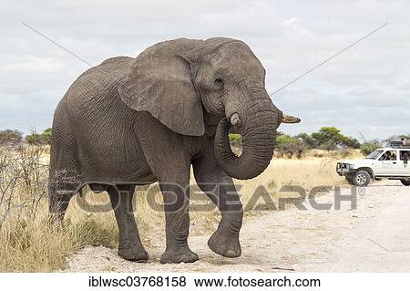 Stock Photo - "African Elephant (Loxodonta africana) crossing a road, behind a safari vehicle, Etosha-Nationalpark, Namutoni, Namibia, Africa". Fotosearch