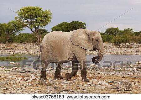 "African Elephant (Loxodonta africana), Etosha-Nationalpark, Namutoni, Namibia, Africa" View Large Photo Image Stock Photo - "African Elephant (Loxodonta africana), Etosha-Nationalpark, Namutoni, Namibia, Africa". Fotosearch