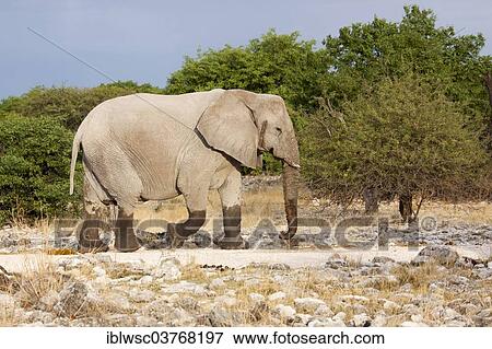 "African Elephant (Loxodonta africana), Etosha-Nationalpark, Namutoni, Namibia, Africa" View Large Photo Image Stock Photo - "African Elephant (Loxodonta africana), Etosha-Nationalpark, Namutoni, Namibia, Africa". Fotosearch