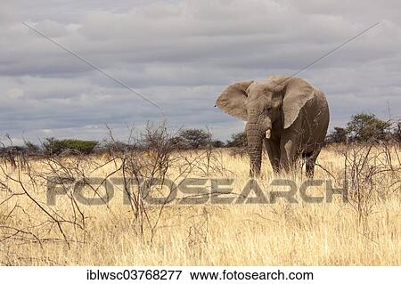 "African Elephant (Loxodonta africana), Etosha-Nationalpark, Namutoni, Namibia, Africa" View Large Photo Image Stock Photo - "African Elephant (Loxodonta africana), Etosha-Nationalpark, Namutoni, Namibia, Africa". Fotosearch